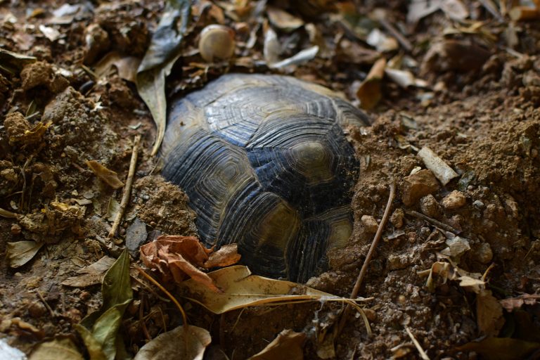Todo Tortugas Hibernación de las tortugas de tierra