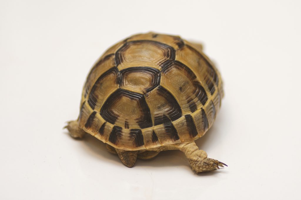 cálmese montar Opcional Todo Tortugas: ¿Sabes cómo funciona el caparazón de las tortugas?